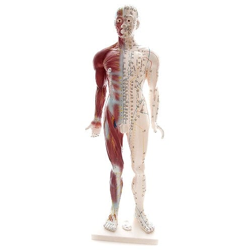 Male Acupuncture Model Height 84 Cm