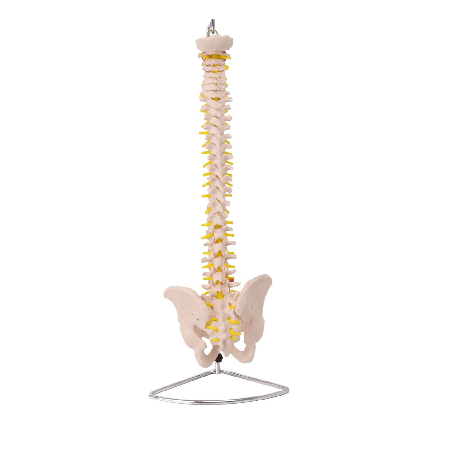 Anatomical Spinal Model With Pelvis Mounted To A Metal Stand