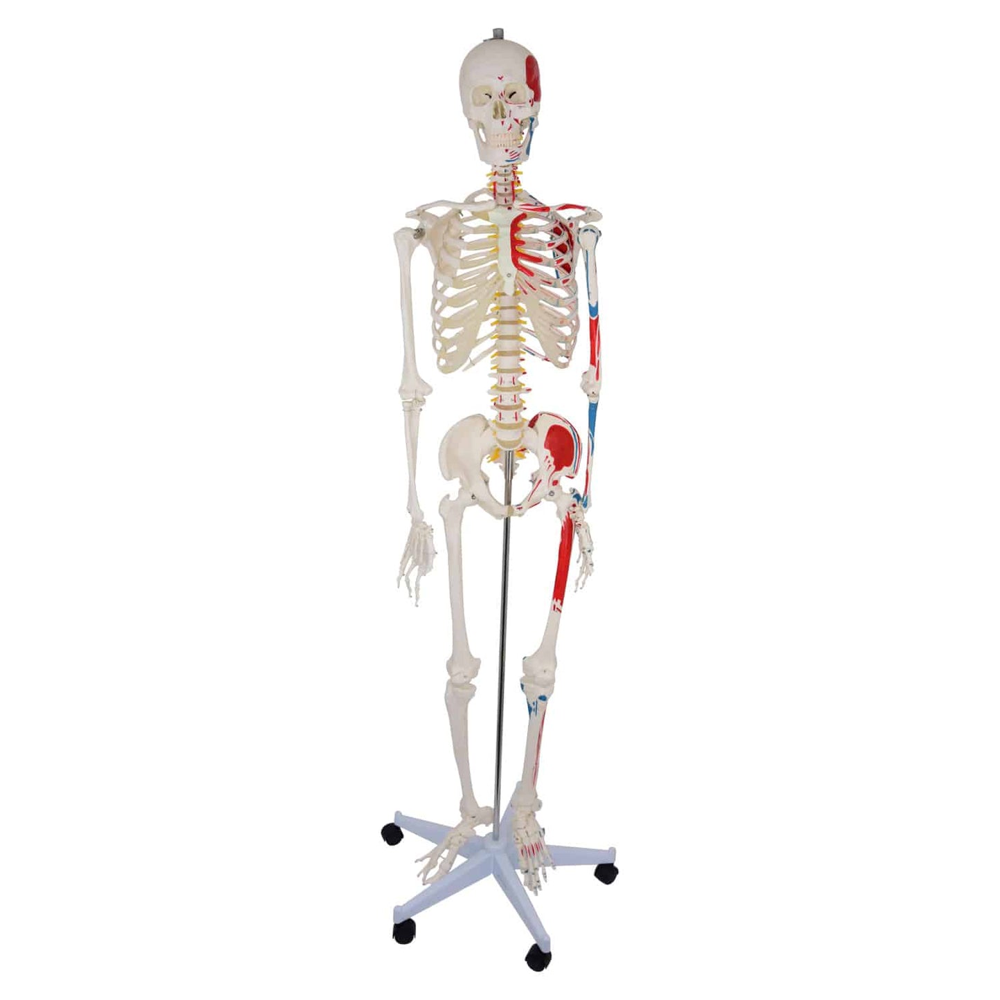 Heinescientific Skeleton Model With Painted Musculature
