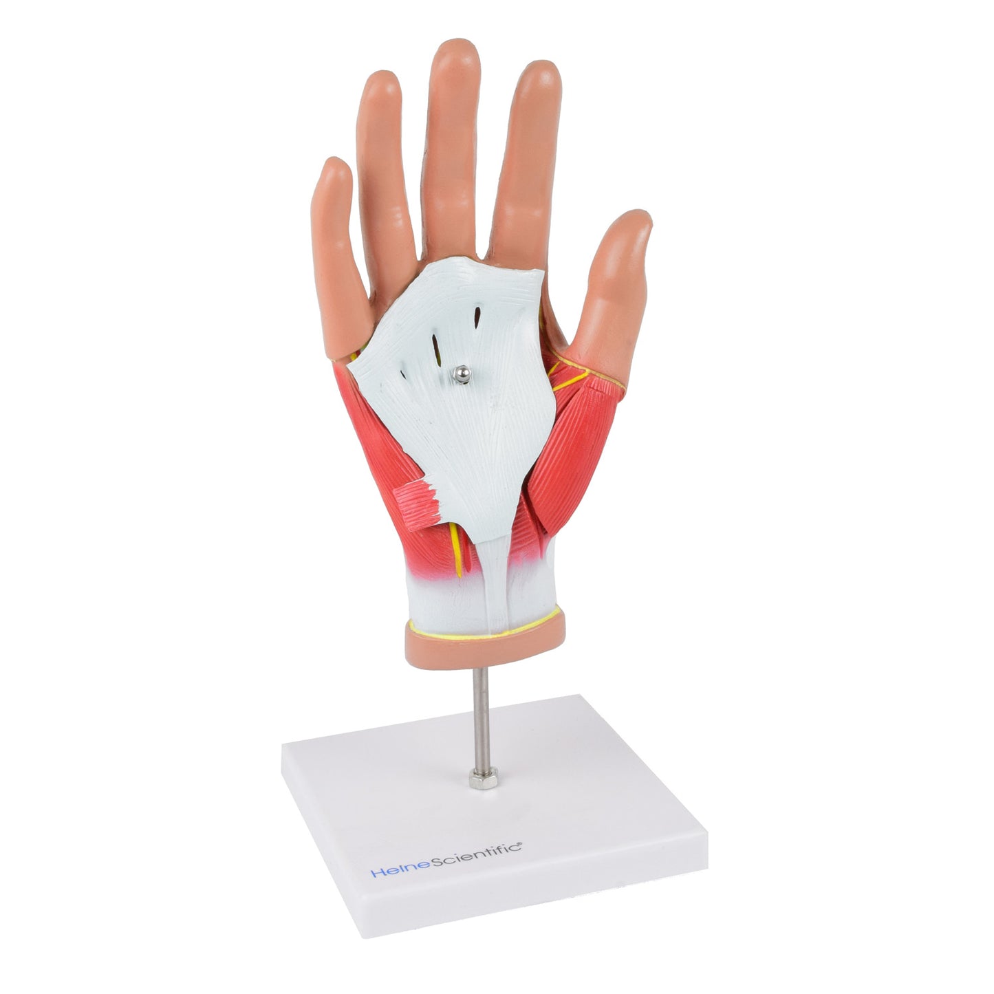 Life-Size 4-Piece Hand Model By Heinescientific