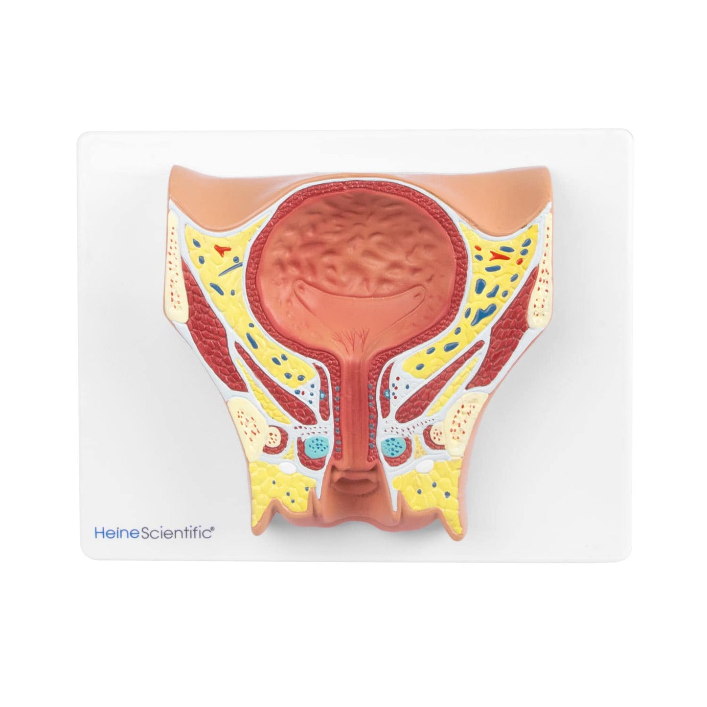Anatomical Model Of The Female Bladder From Heinescientific