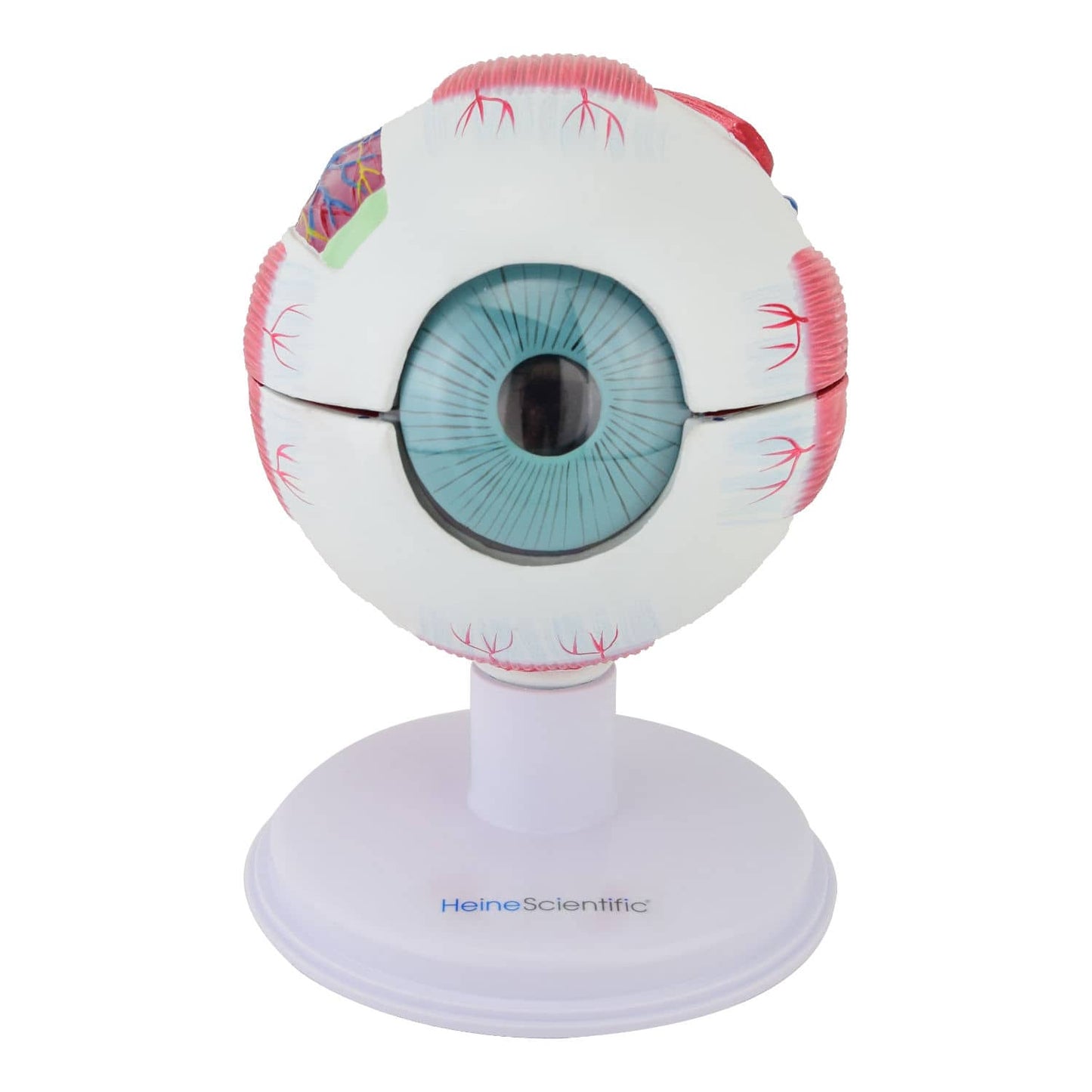 3X Enlarged Eye Model From Heinescientific