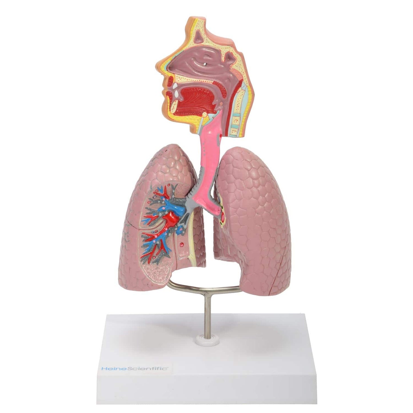 Model Of The Human Respiratory System From Heinescientific