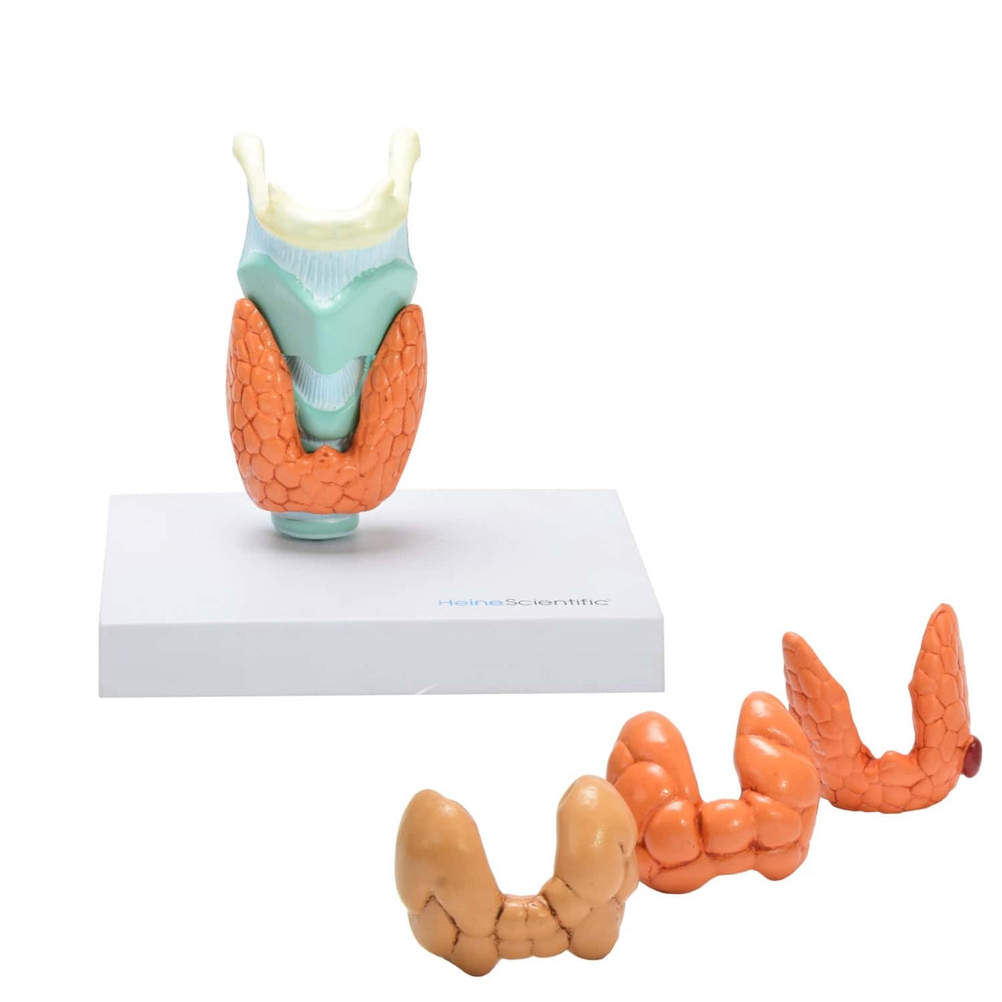 Thyroid Diseases Model Set From Heinescientic