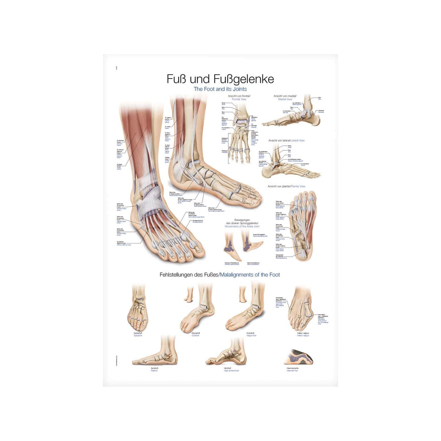High Quality Sturdy Wall Chart Depicting The Foot And Its Joints