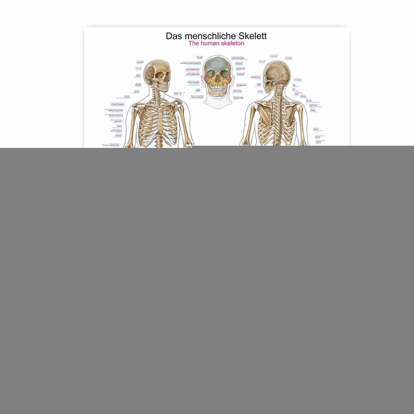 The Human Skeleton Wall Chart With Detailed Inscriptions In 3 Languages