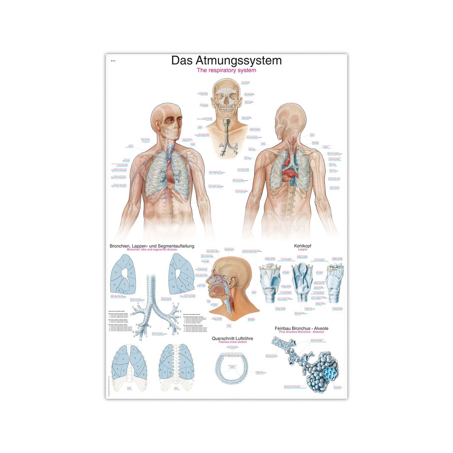 The Respiratory System Wall Chart From Erler-Zimmer