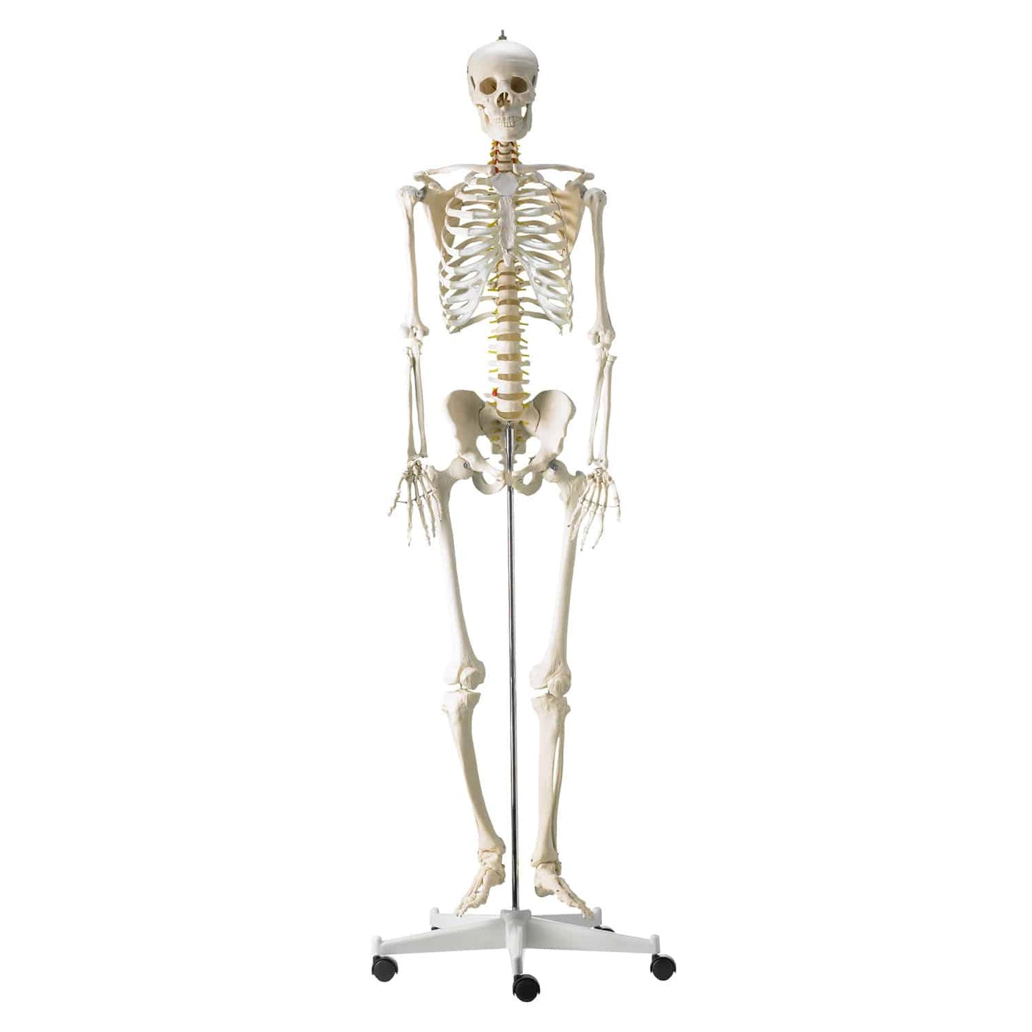 Life-Size Human Skeleton Model - EconoMed