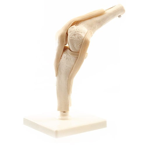 Human Knee Model - EconoMed