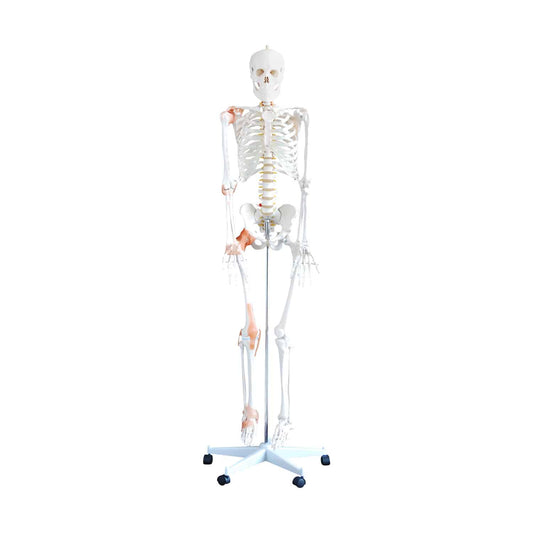 Human Skeleton Model - EconoMed