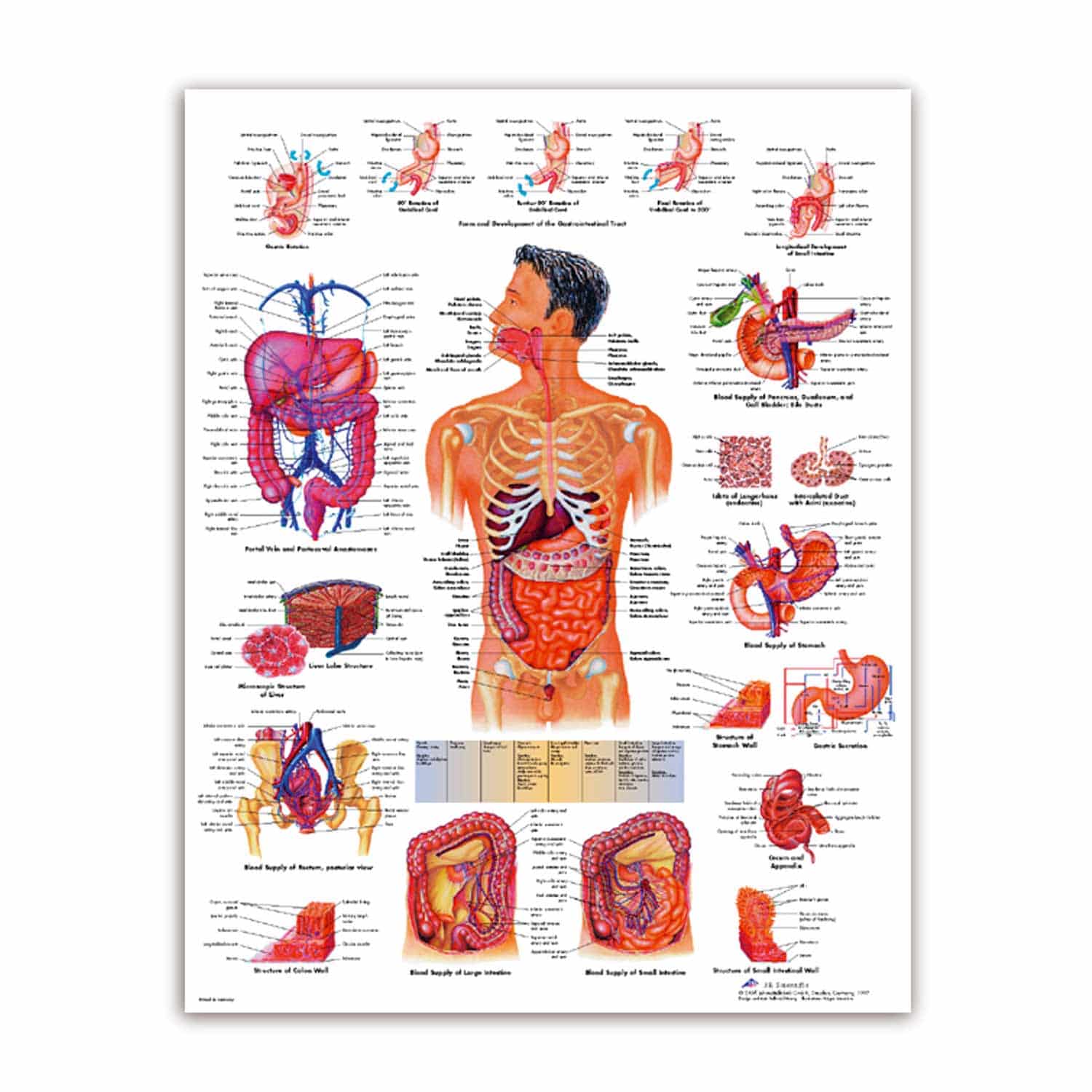 Digestive System Wall Chart German