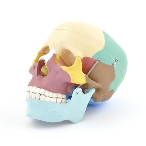 Coloured Skull Model - EconoMed
