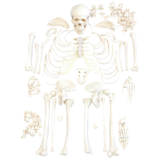 Disassembled Human Skeleton Model - EconoMed