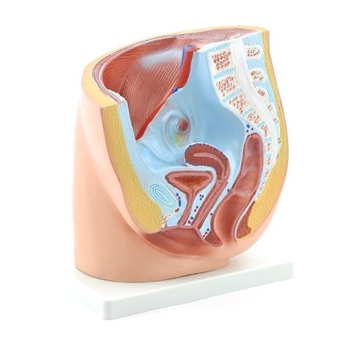 Female Pelvic Model In Sagittal Section