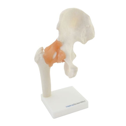 Hip Joint Anatomical Model with Ligaments - EconoMed