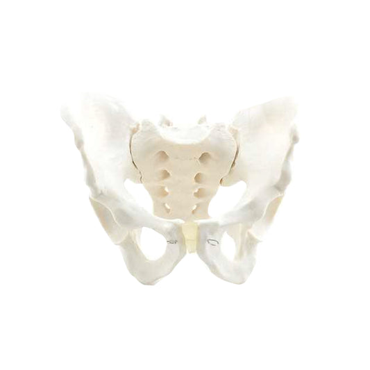 Skeletal Pelvis Model, Male - EconoMed