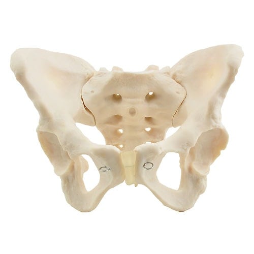 Skeletal Pelvis Model, Female - EconoMed
