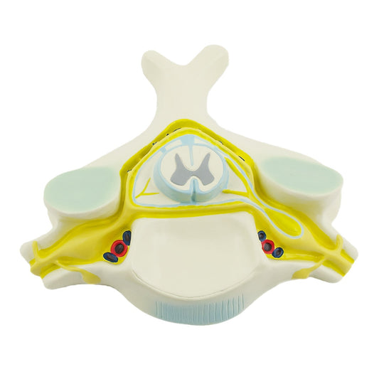 Vertebra and Spinal Cord Model - EconoMed