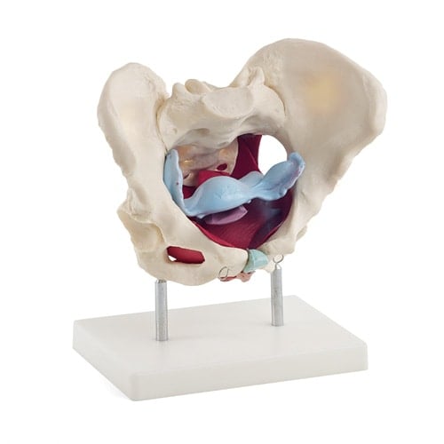 Female Pelvis Model - EconoMed