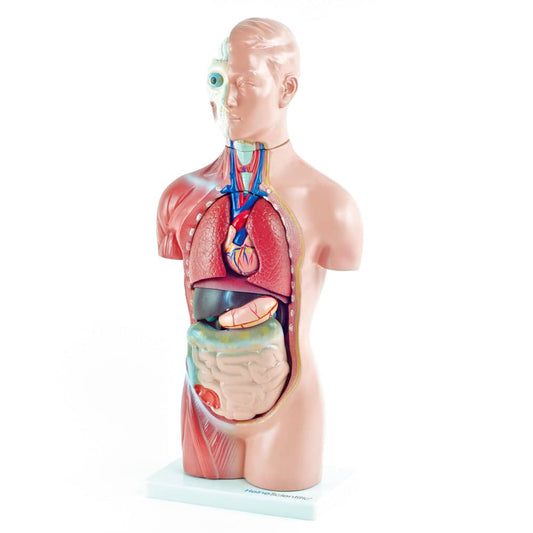 Unisex Torso Model   Coloured