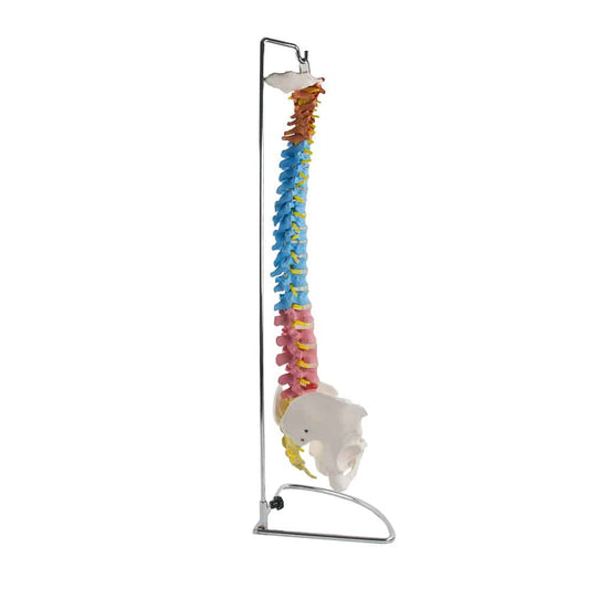 Spine With Pelvis - Detachable For Demonstration