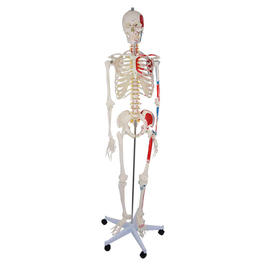 Heinescientific Skeleton Model With Painted Musculature