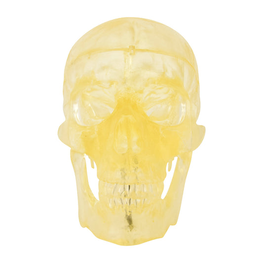 Transparent Skull Model From Heinescientific
