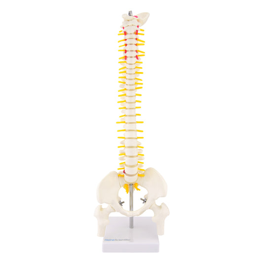 Miniature Spinal Colum Model From Heinescientific   Approx. 44.5 Cm Tall (Incl. Stand)