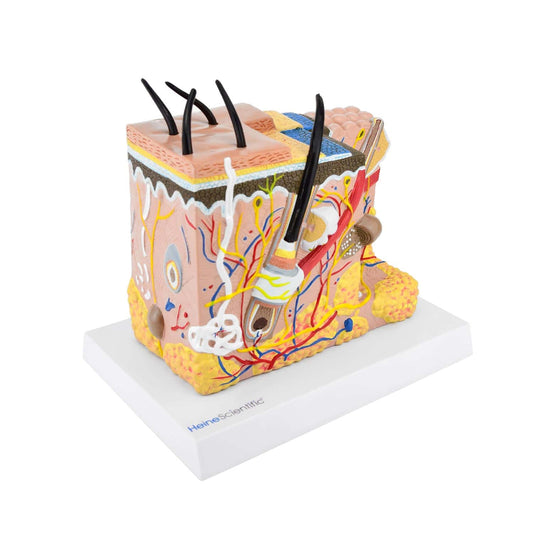 Block-Shaped Skin Model From Heinescientific