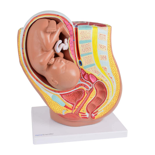 Pregnancy Model At The Time Of The 40Th Gestational Week