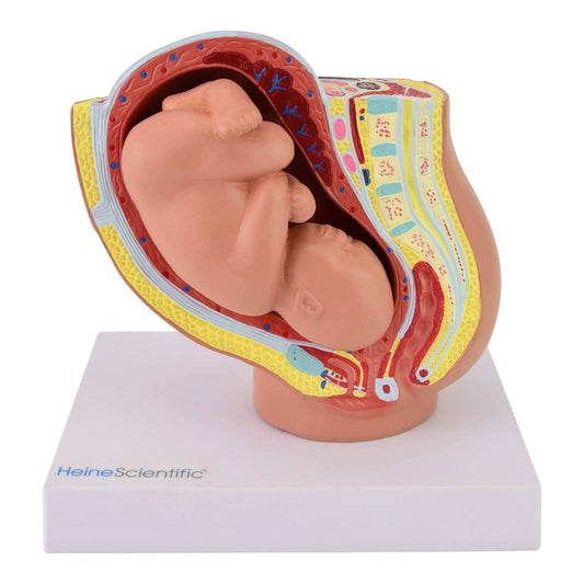 Miniature Pregnancy Model (17.5 Cm Tall)