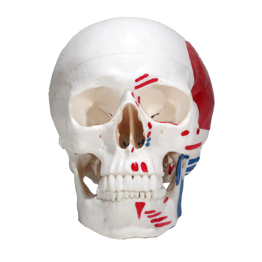 Skull Model With Painted Muscles Made Of Plastic