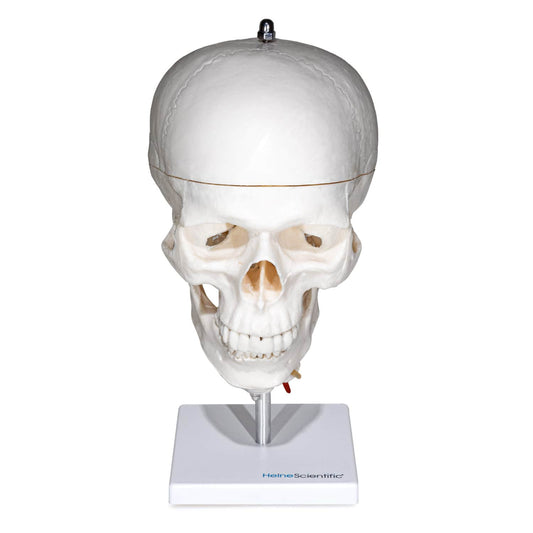 Human Skull With Cervical Spine - Lifelike And Detailed Cast