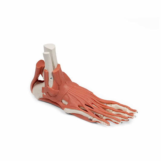 Foot Skeleton With Muscles And Tendons From Erler-Zimmer