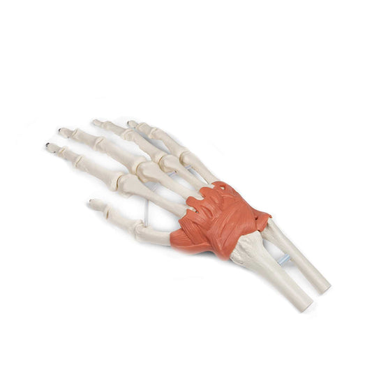 Life-Size Ligamentous Apparatus Of The Wrist Joint