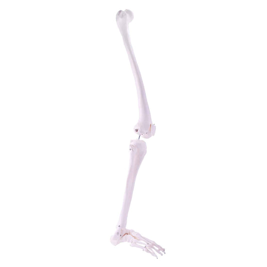 Heinescientific Life-Sized Leg Skeleton