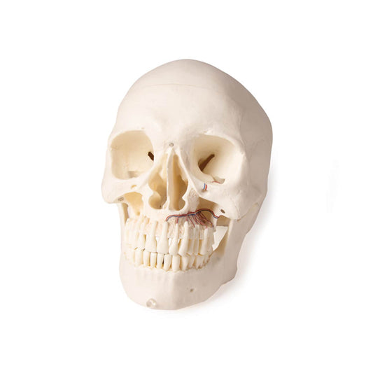 5-Part Skull Model For Dentistry And Oral Surgery