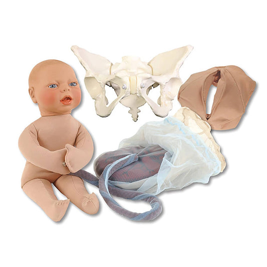 Deluxe_childbirth_model_set_from_Erler-Zimmer_to_demonstrate_the_birth_process
