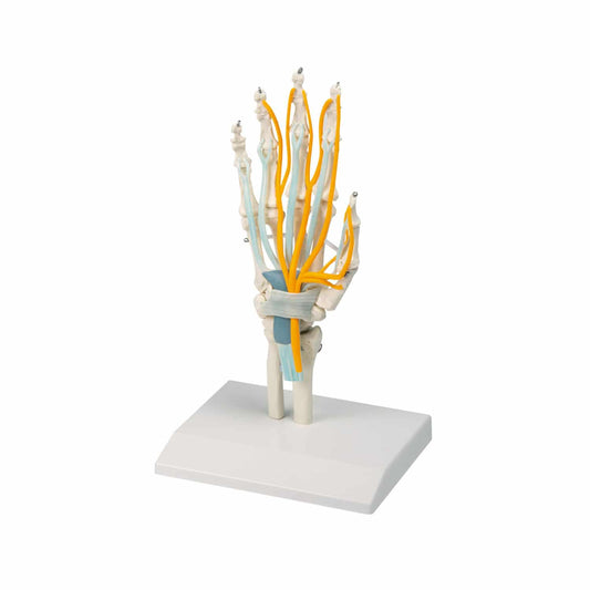 Hand With Tendons   Nerves And Carpal Tunnel From Erler-Zimmer   Life Size