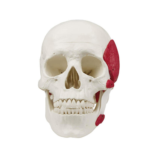 Skull With Masticatory Muscles By Erler-Zimmer With Movable Lower Jaw And Removable Skullcap