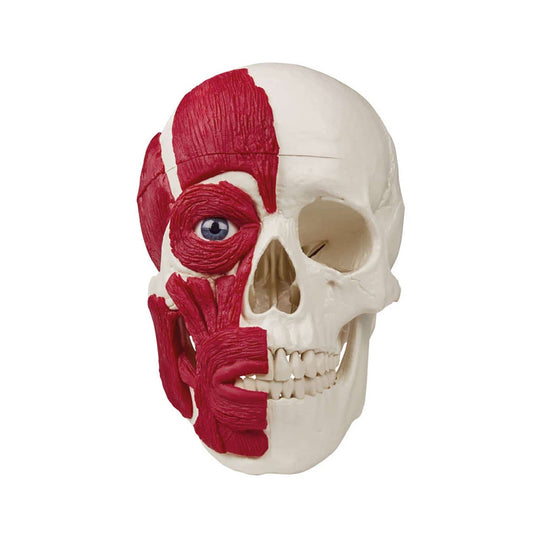 Skull With Musculature From Erler-Zimmer With Removable Skullcap