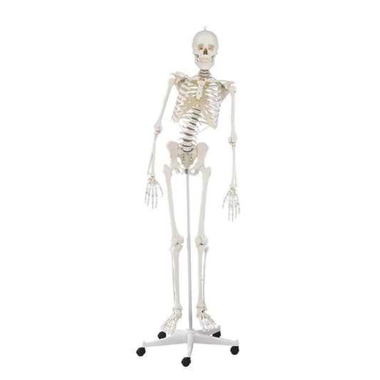 Skeleton "Hugo" With Movable Spine - Natural Cast Of A Human Skeleton