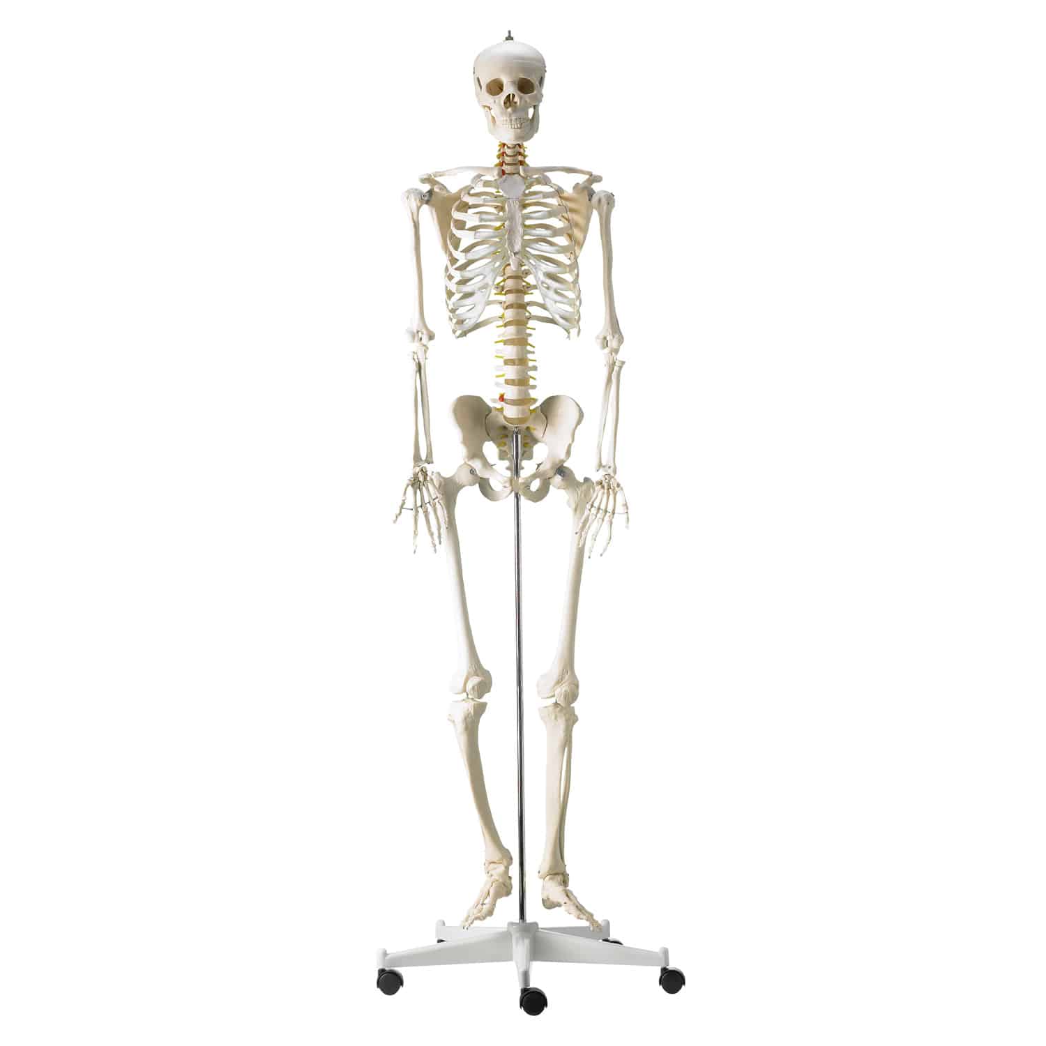 Life-Size Human Skeleton Model | Skeletal Models – EconoMed