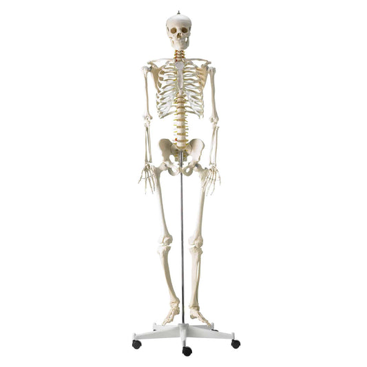 Life-Size Human Skeleton Model - EconoMed
