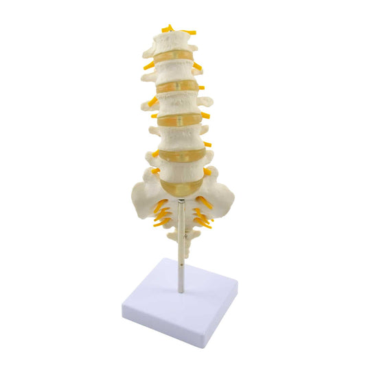 Lumbar Spine Model - EconoMed